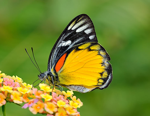 Náušnice z křídla motýla Delias descombesi  No. 1446