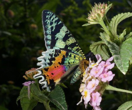 Přívěsek z křídla motýla Urania rhipheus No. 1287