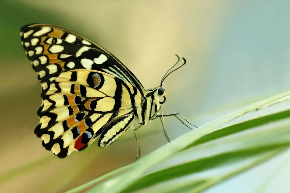 Náušnice z křídla motýla Papilio demoleus No. 1432
