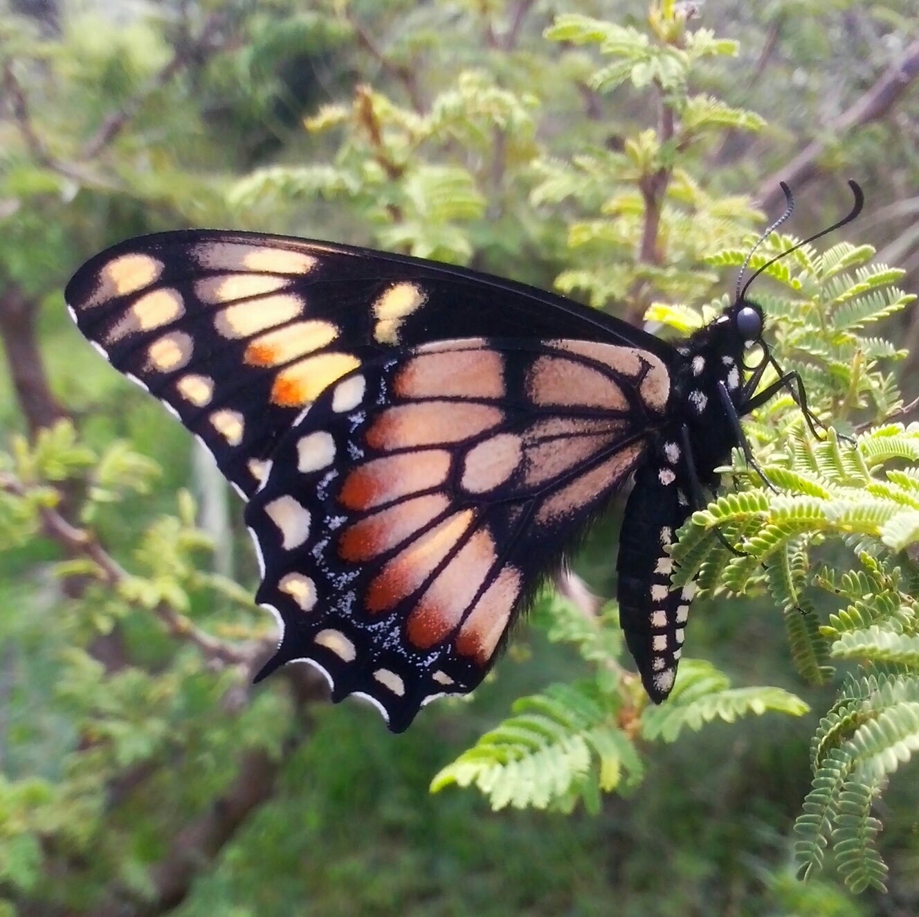 Náušnice z křídla motýla Papilio hellanichus No. 1435