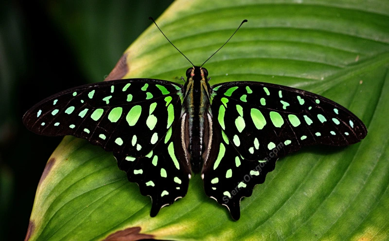 Přívěsek z křídla motýla Graphium agamemnon  No. 1289