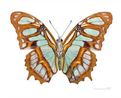 Náramek z křídla motýla Siproeta stelenes No. 1326