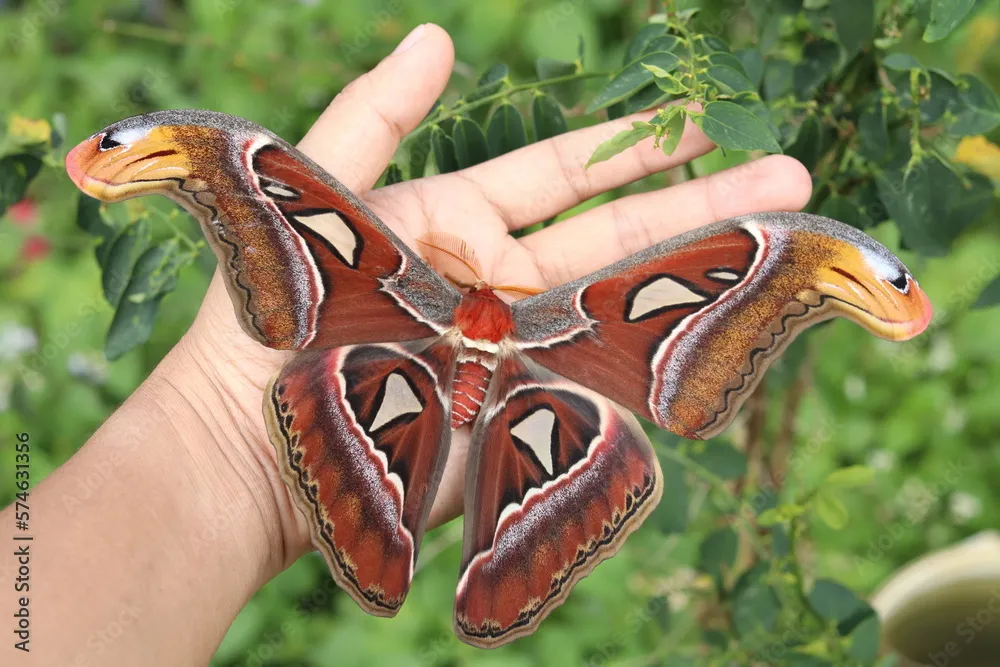Sada šperků z křídla motýla Atlas attacus No. 1127