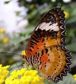 Přívěsek z křídla motýla Cethosia cyane. No. 1245
