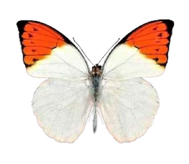 Sada šperků z křídla motýla Hebomoia glaucippe No. 1118