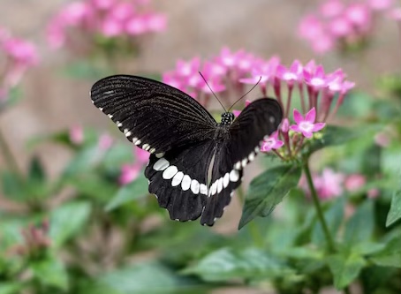 Přívěsek z křídla motýla Papilio polytes  No. 1264