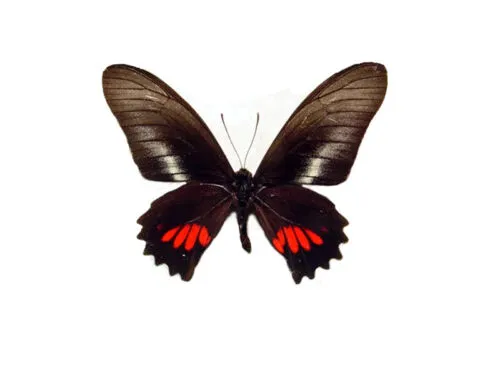 Náušnice z křídla motýla Mimoides ariarathes No. 1461