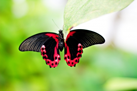 Náušnice z křídla motýla Papilio rumanzovia No. 1471