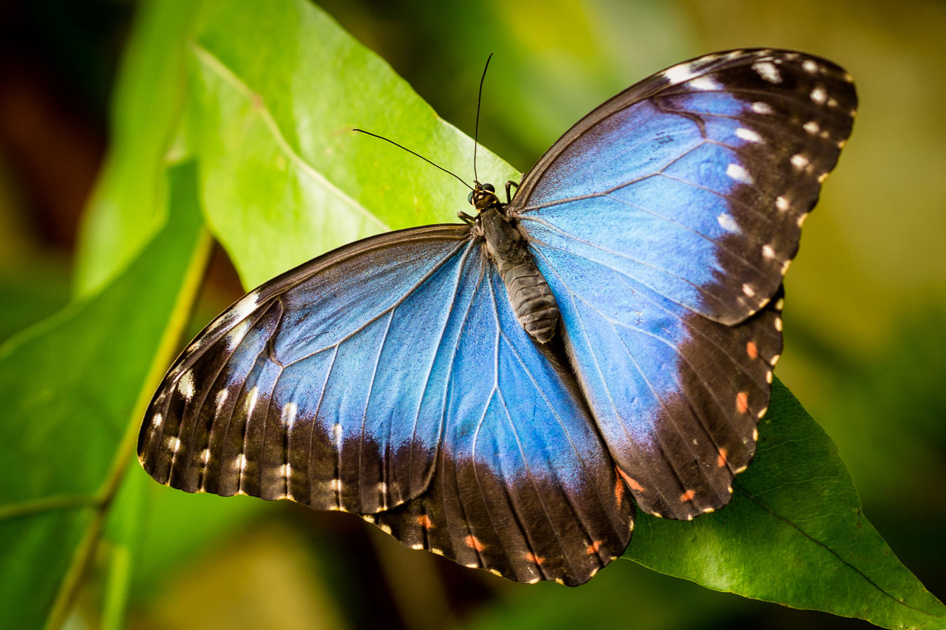 Přívěsek z křídla motýla Morpho peleides No.1284