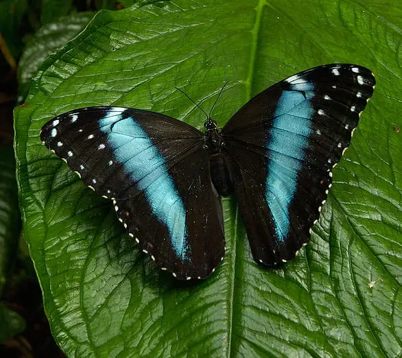 Přívěsek z křídla motýla  Morpho helenor No. 2897