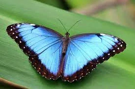 Náušnice z křídla motýla Morpho peleides  No. 1498