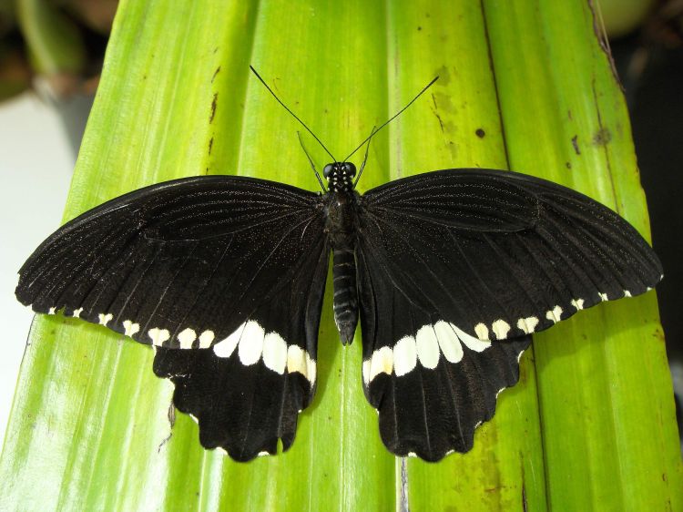 Náramek z křídla motýla  Papilio polytes. No. 1356