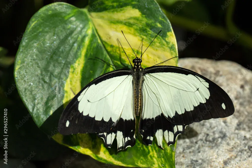 Náušnice z křídla motýla Papilio dardanus No. 2006