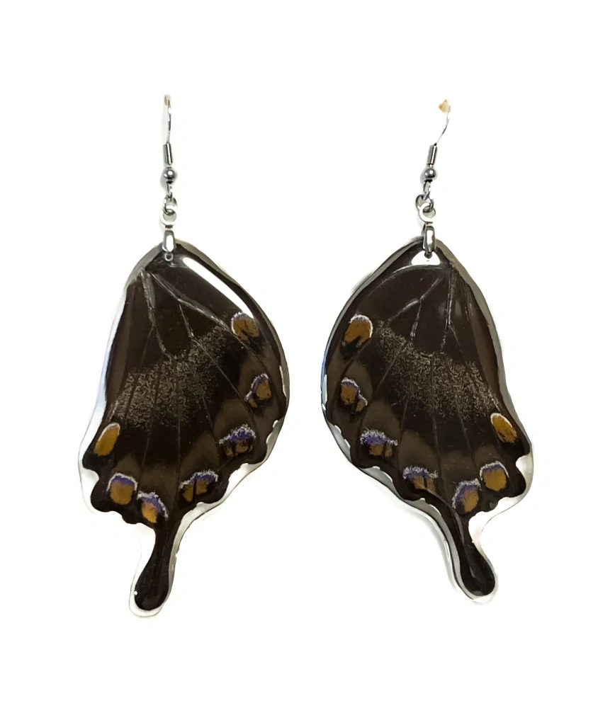Náušnice z křídla motýla Papilio ulysses No. 2013