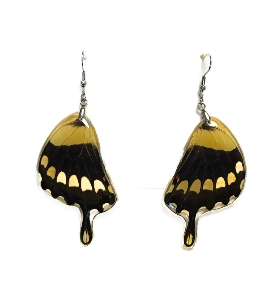 Náušnice z křídla motýla Papilio thoas No. 2038