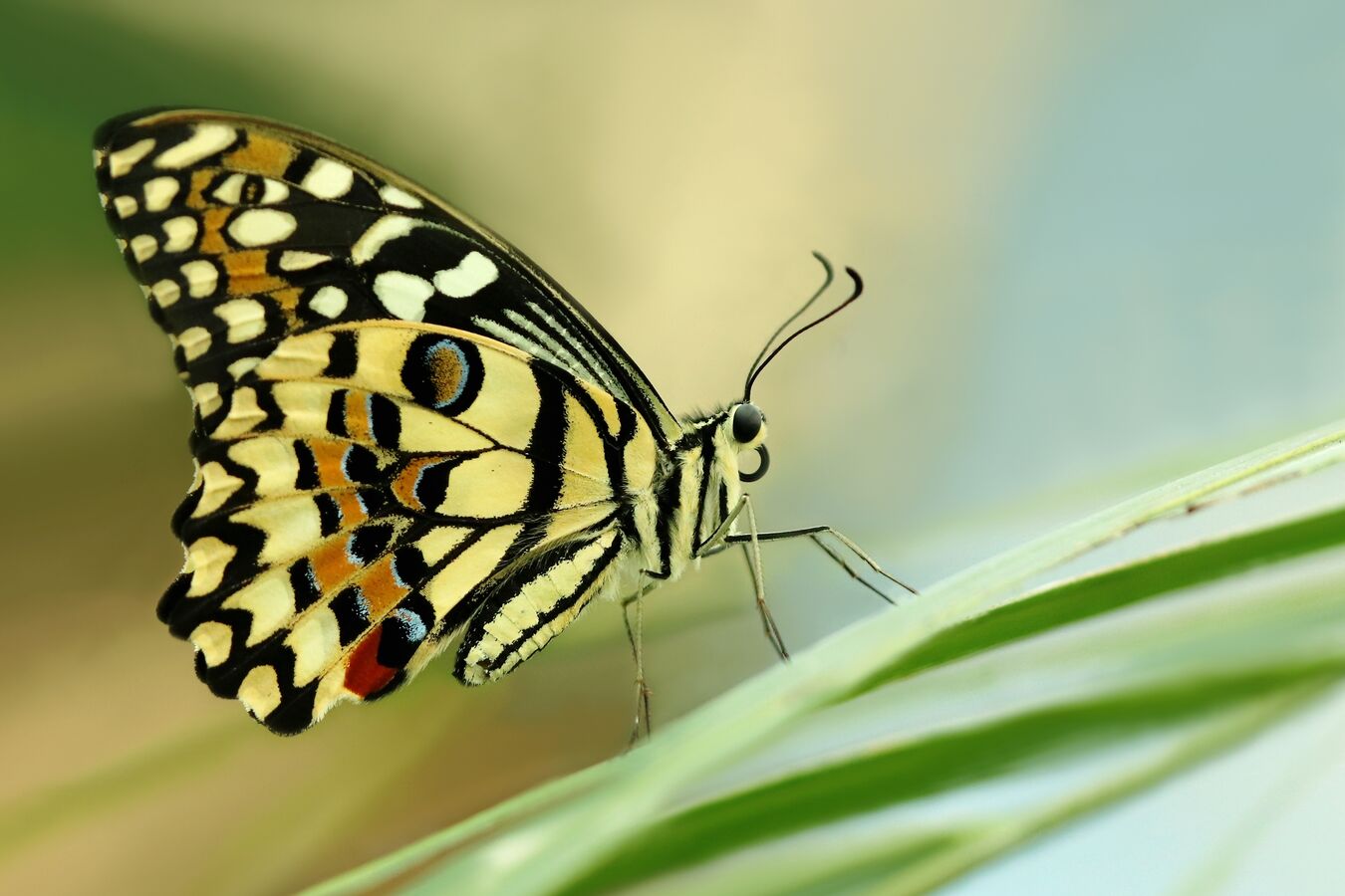 Náušnice z křídla motýla Papilio demoleus. No. 2041