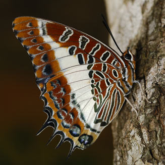 Náušnice z křídla motýla Charaxes brutus No. 2049