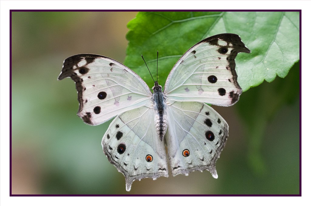 Náušnice z křídla motýla Protogoniomorpha parhassus No. 2053
