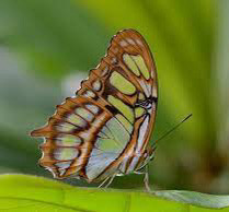 Náušnice z křídla motýla Siproeta stelenes  No.  1442