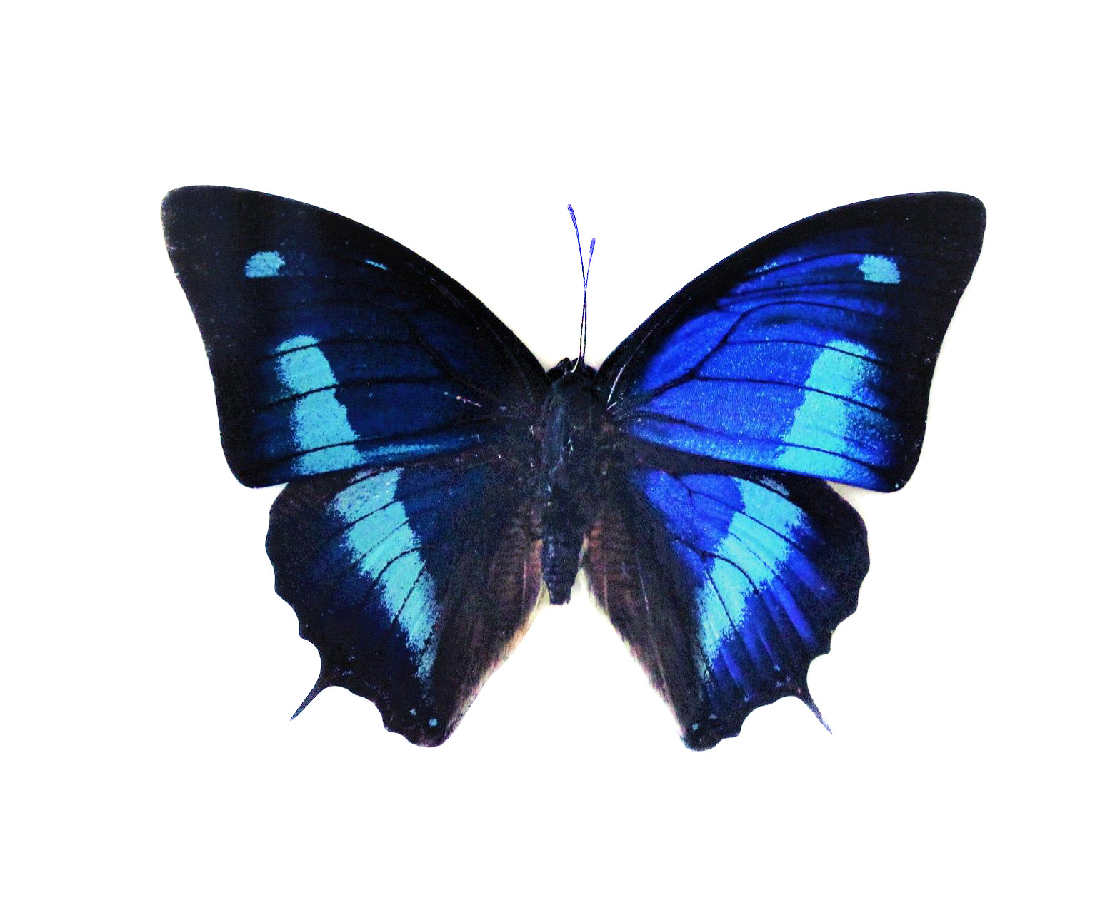Náušnice z křídla motýla Anaea cyanea No. 1478