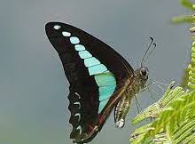 Brož motýl Graphium anthedon No. 1817