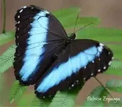 Přívěsek z křídla motýla Morpho helenor No. 1282
