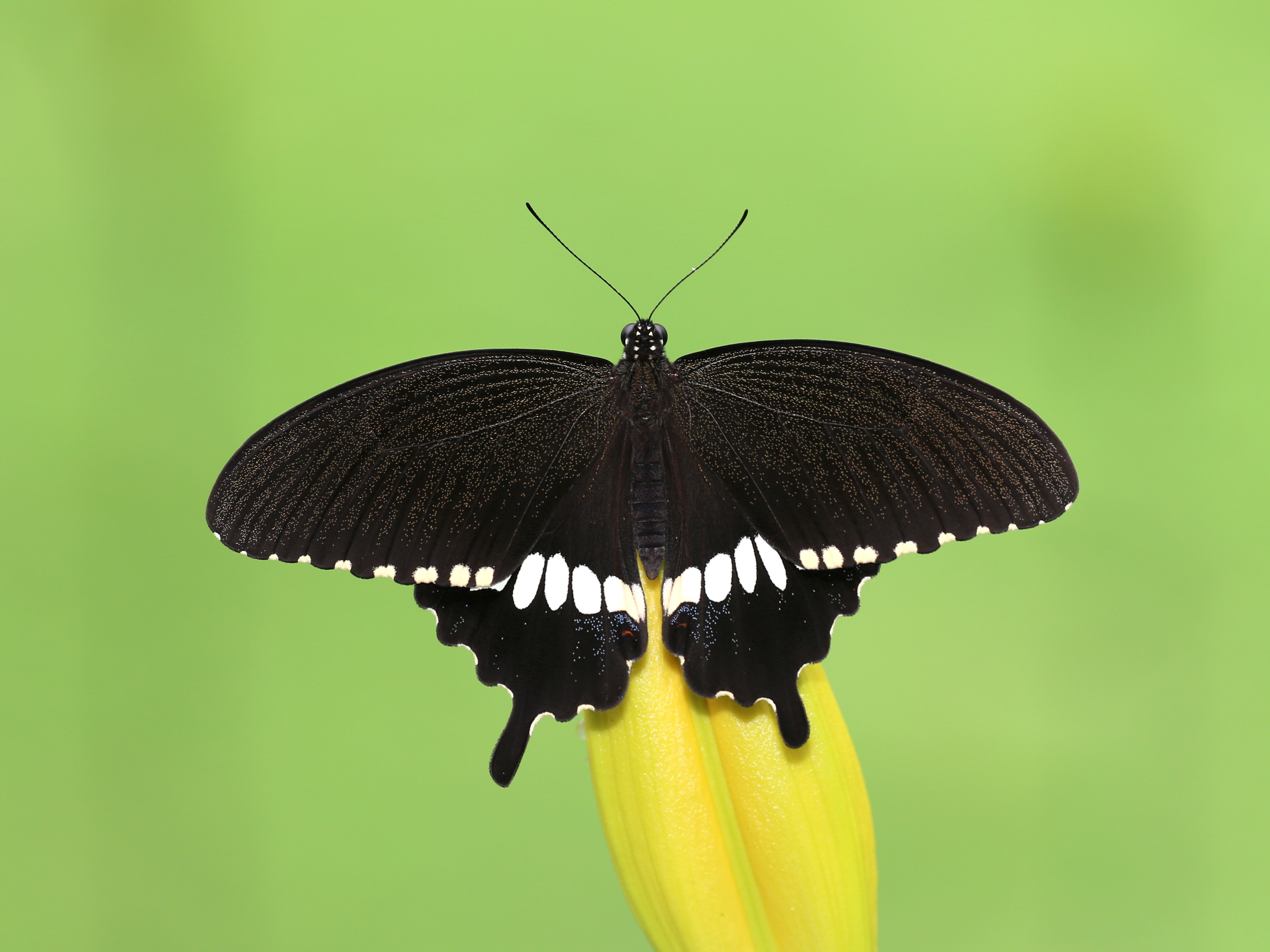 Prsten z křídla motýla Papilio polytes  No. 1625