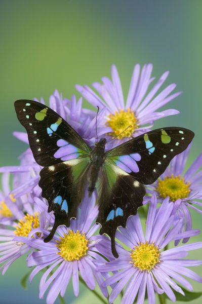 Náramek z křídla motýla Graphium weiskei No. 1353
