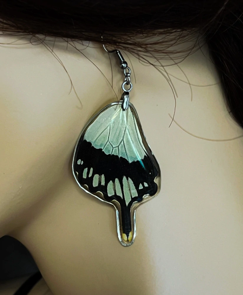 Náušnice z křídla motýla Papilio dardanus No. 2017