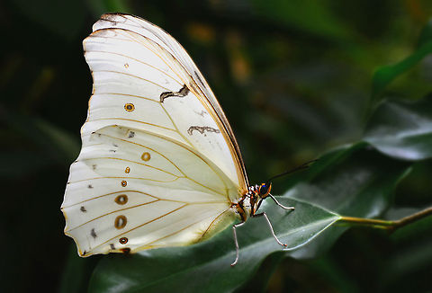 Náušnice z křídla motýla Morpho polyphemus No. 2026