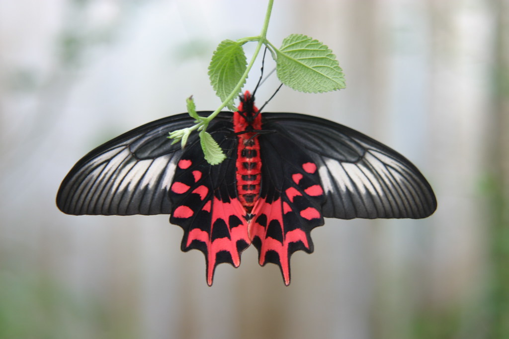 Náušnice z křídla motýla Antrophaneura semperi No. 1454