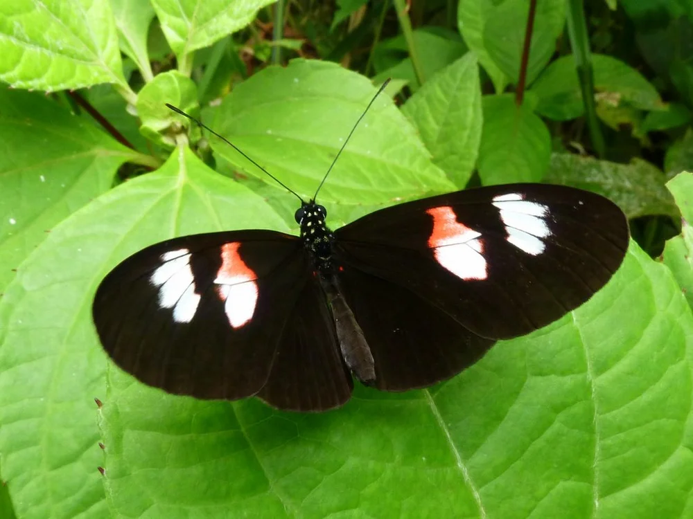 Náušnice z křídla Heliconius erato notabilis No. 1439