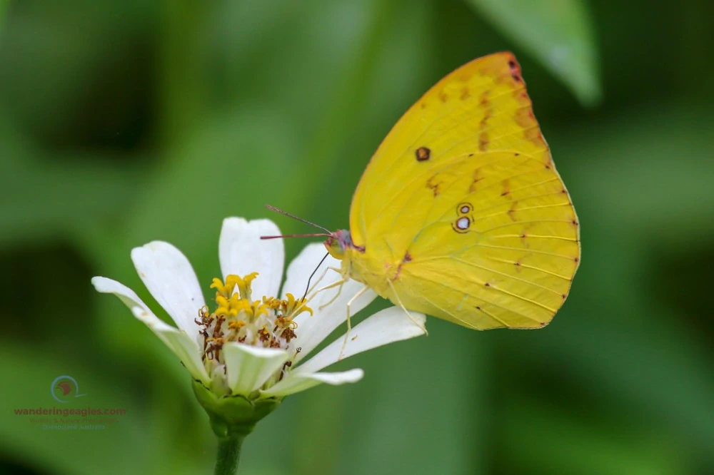 Náušnice  z křídla motýla Catopsilia pomona dětské   No. 1424