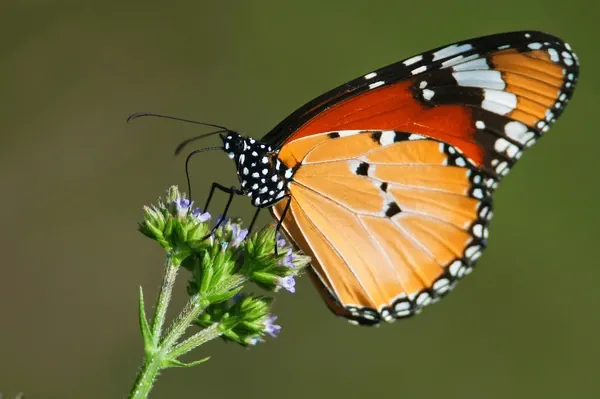 Náušnice z křídla motýla Danaus chrysippus. No. 1467