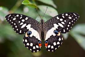 Náušnice z křídla motýla Papilio demoleus. No. 1491