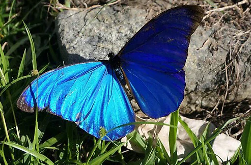 Náramek z křídla motýla Morpho didius - zlatý  No. 1361