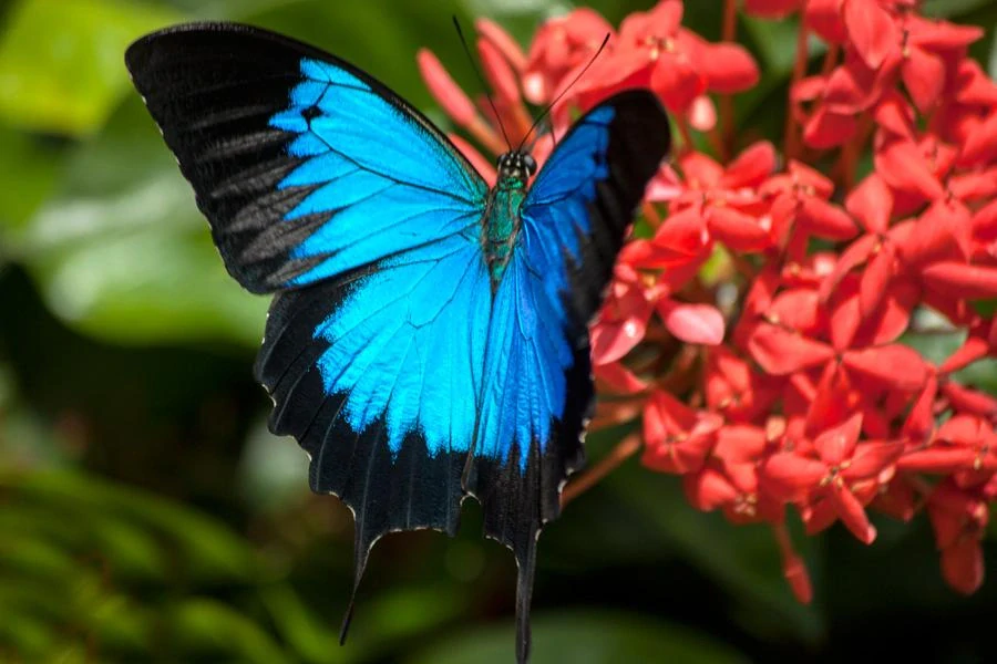 Náušnice z křídla motýla Papilio ulysses No. 2033