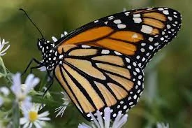 Náramek z křídla motýla Danaus plexippus  No. 1363