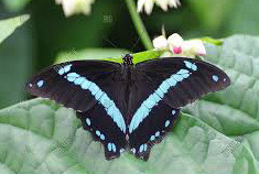Přívěsek z křídla motýla Papilio nireus No. 2865