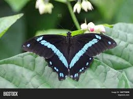 Náušnice z křídla motýla Papilio nireus  No. 2040