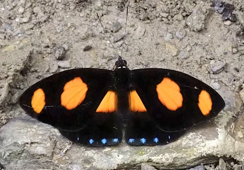 Náušnice z křídla motýla Catonephele numilia No. 2018