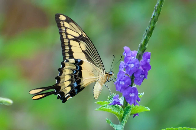 Náušnice z křídla motýla Papilio thoas No. 2038