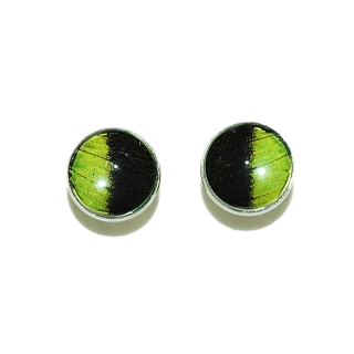 Manžetové knoflíky z křídla motýla Papilio palinurus   No.1702