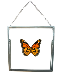 ByButterfly dekorace obraz s motýlem Danaus plexippus 2354