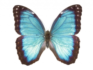 Morpho peleides