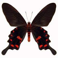 Atrophaneura kotzebuea