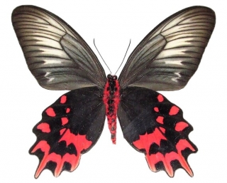 Antrophaneura semperi