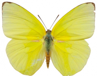 Catopsilia pomona