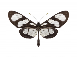 Methona confusa