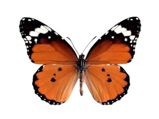 Danaus chrysippus